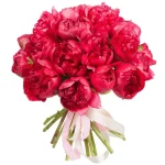 Пионы красные